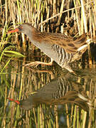 Water Rail