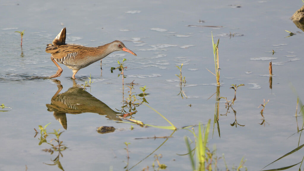 Water Railadult