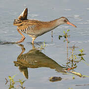 Water Rail