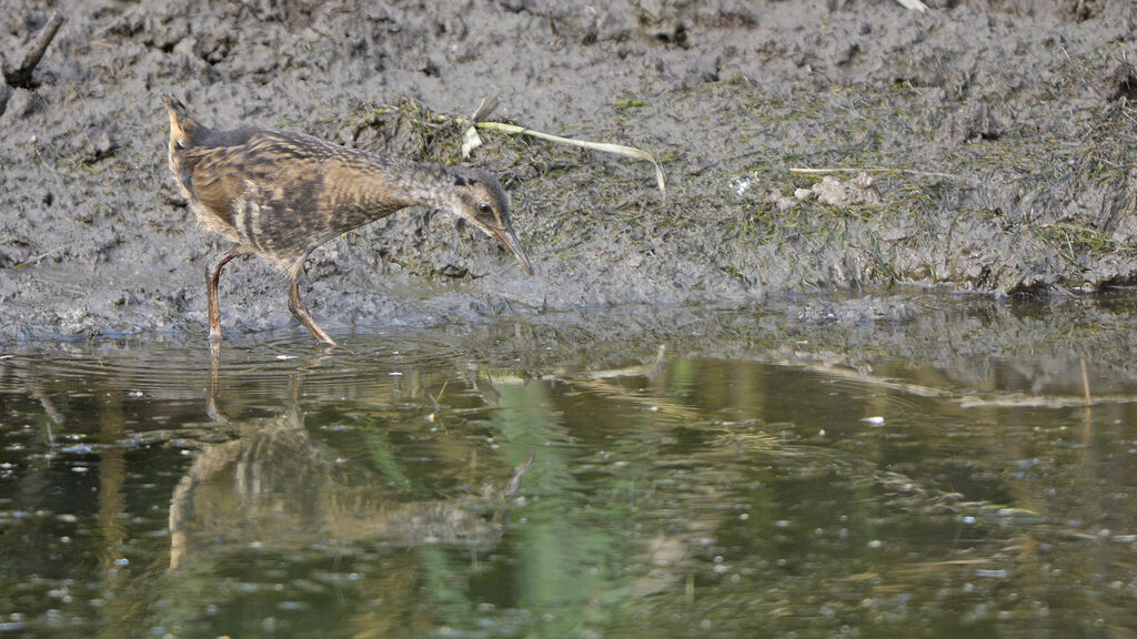 Water Railjuvenile