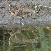 Water Rail