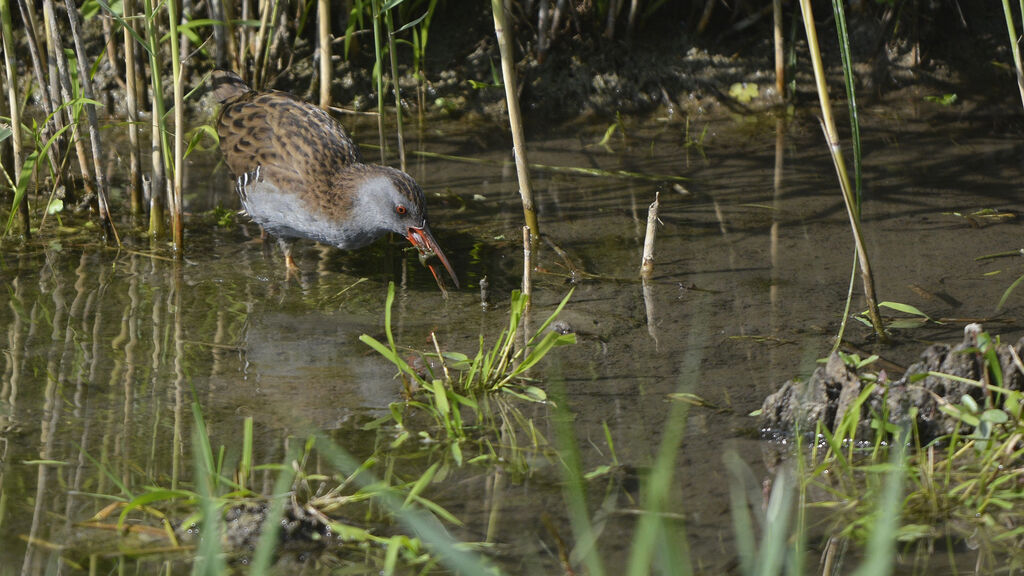 Water Railadult