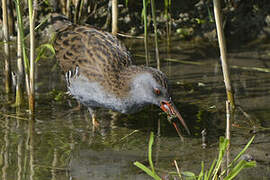 Water Rail