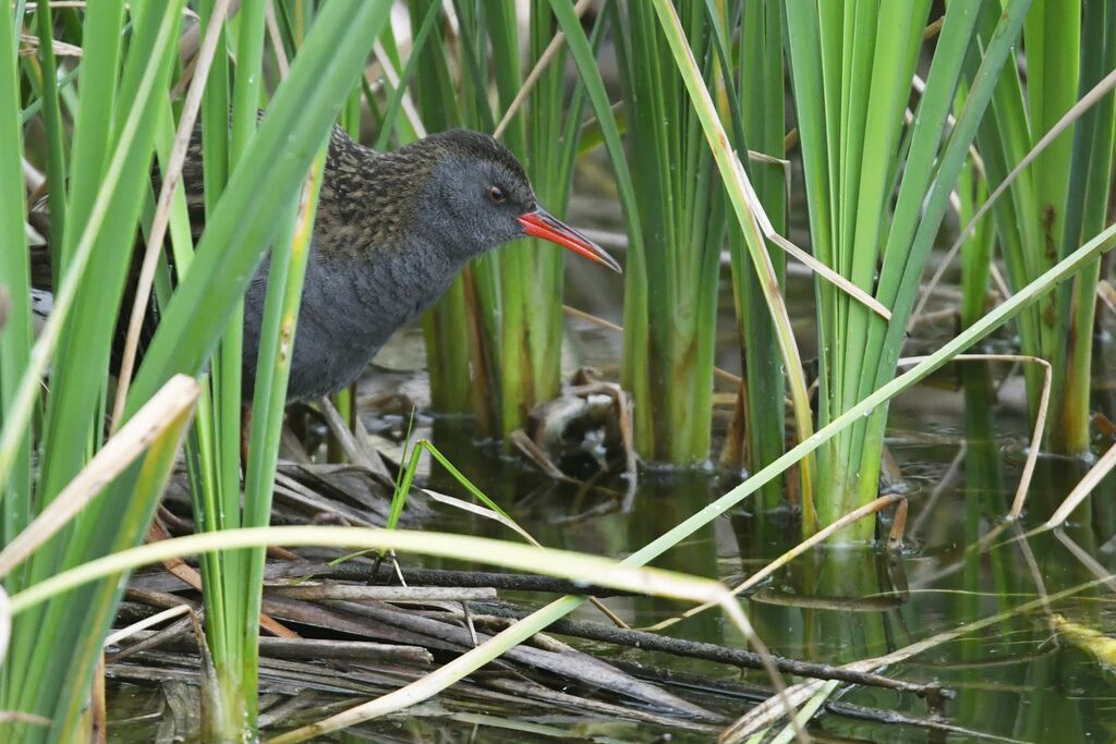 Water Railadult, identification