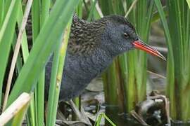 Water Rail