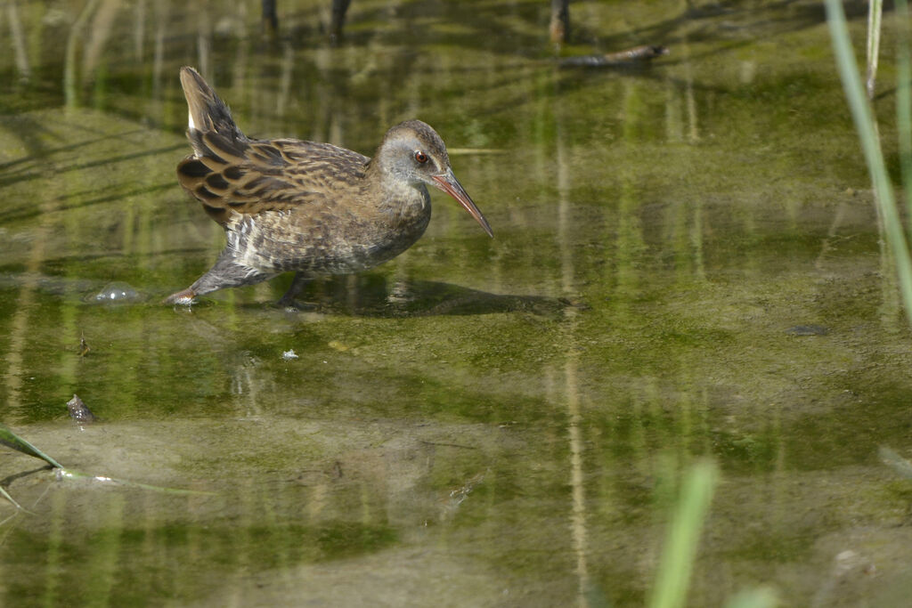 Râle d'eau1ère année, identification