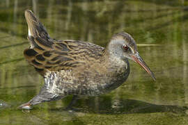 Water Rail