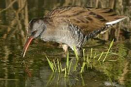 Water Rail