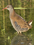 Water Rail