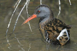 Water Rail