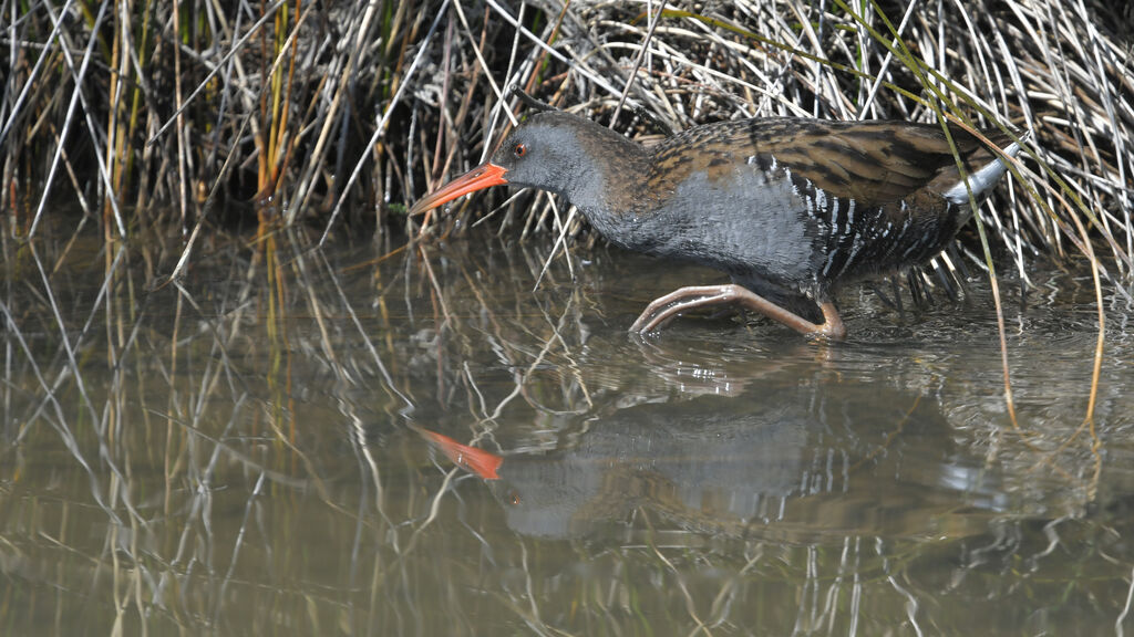 Water Railadult, identification