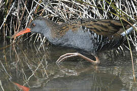 Water Rail