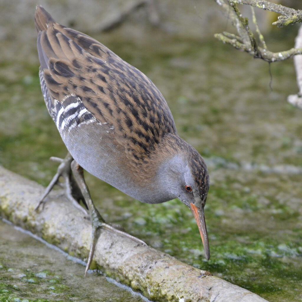 Water Rail, identification