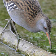 Water Rail