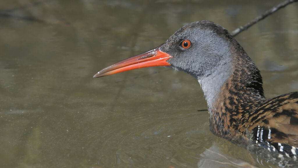 Water Railadult, close-up portrait