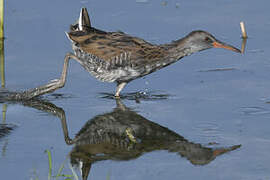 Water Rail