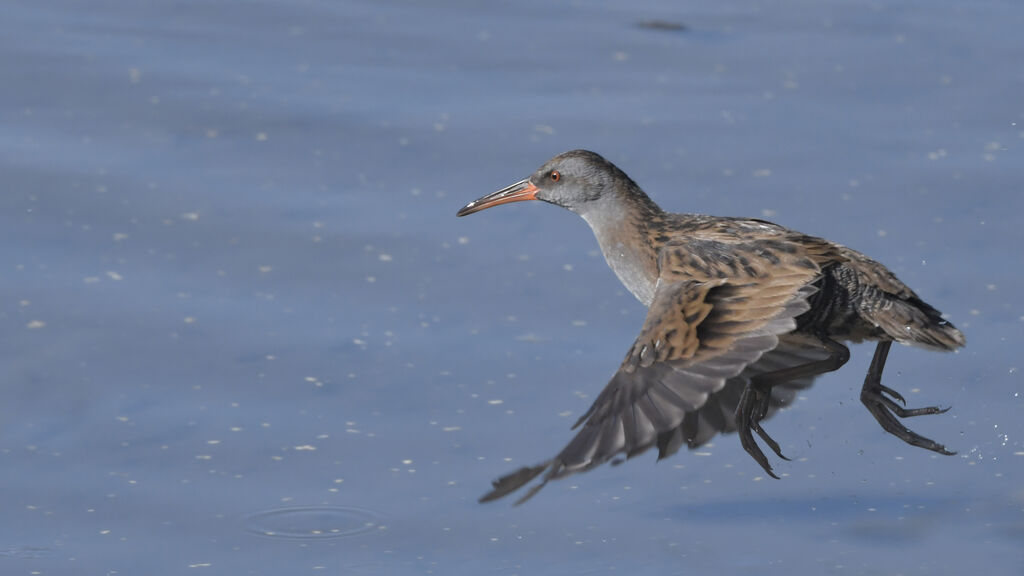 Water Railadult, Flight