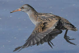 Water Rail