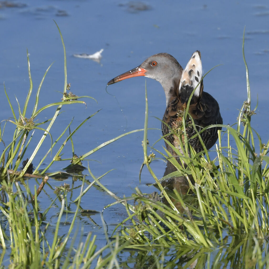 Râle d'eauadulte, identification