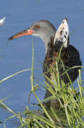 Water Rail