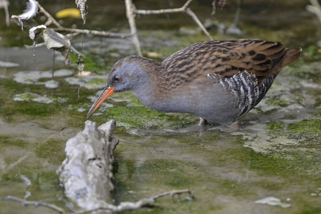 Râle d'eauadulte, identification