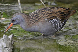 Water Rail