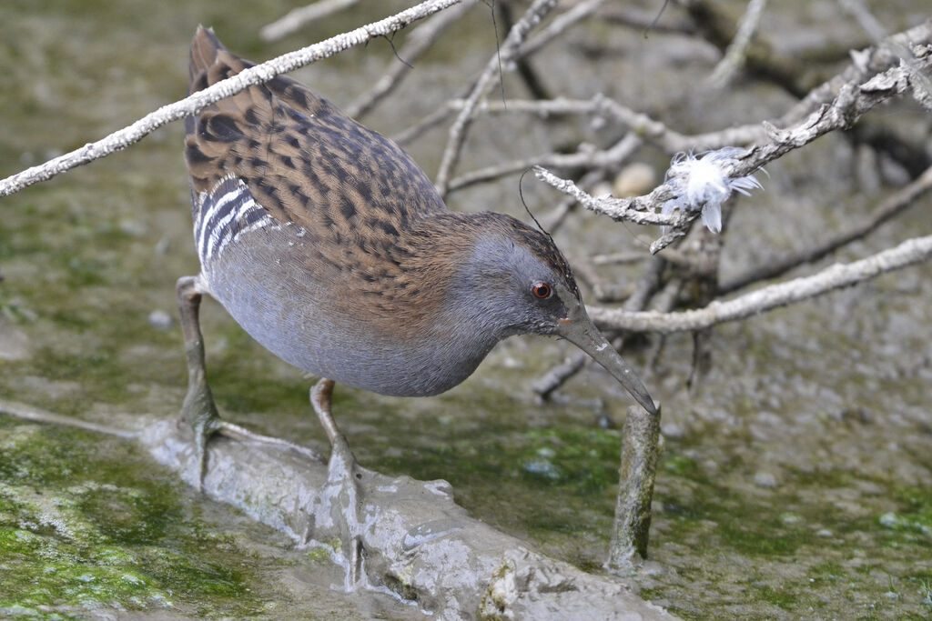 Water Rail