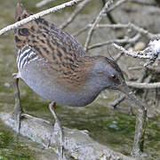 Water Rail