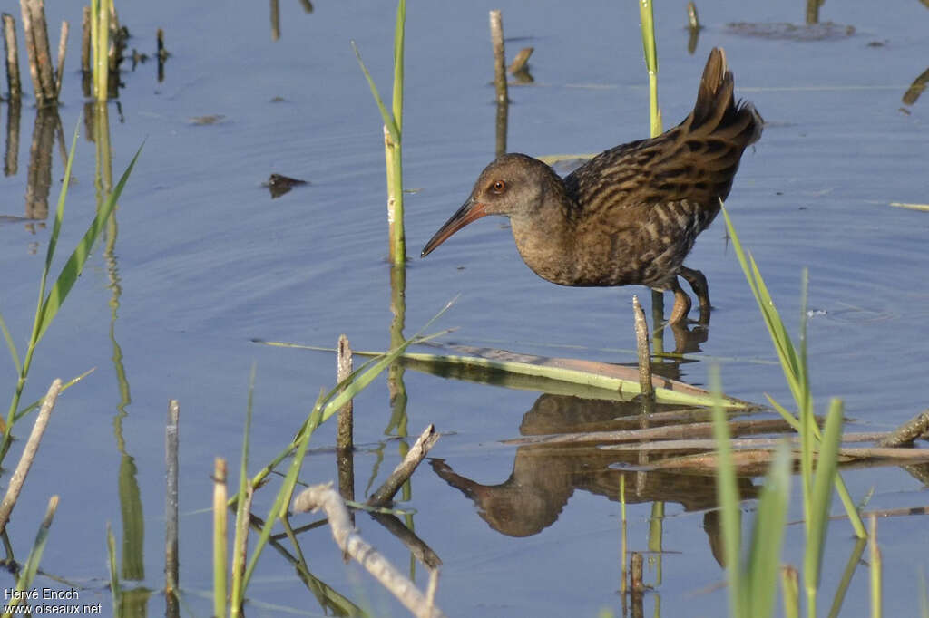 Water Railjuvenile, identification