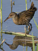 Water Rail