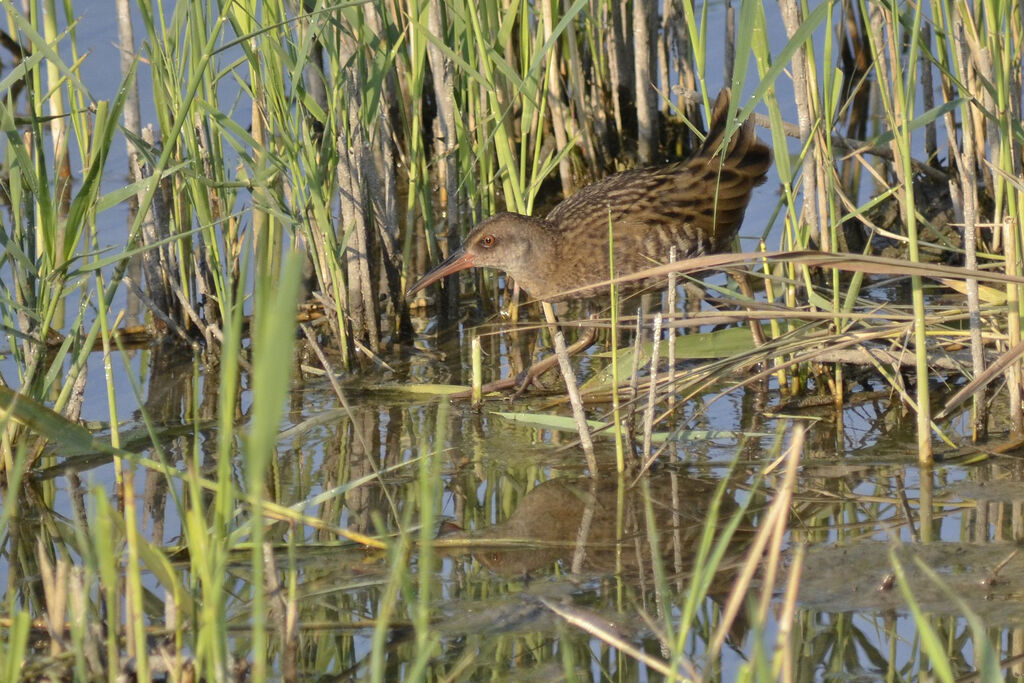 Water Railimmature