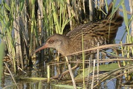 Water Rail