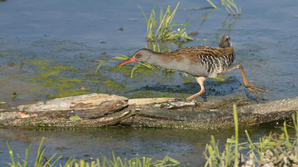 Water Rail, identification