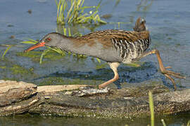 Water Rail