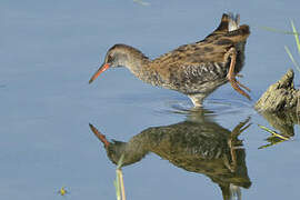 Water Rail