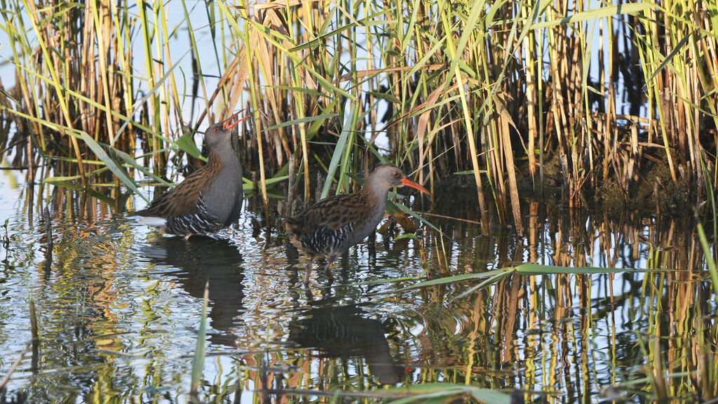 Water Rail adult, identification