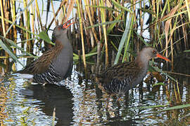 Water Rail