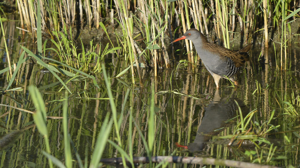 Water Rail