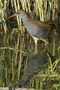 Water Rail