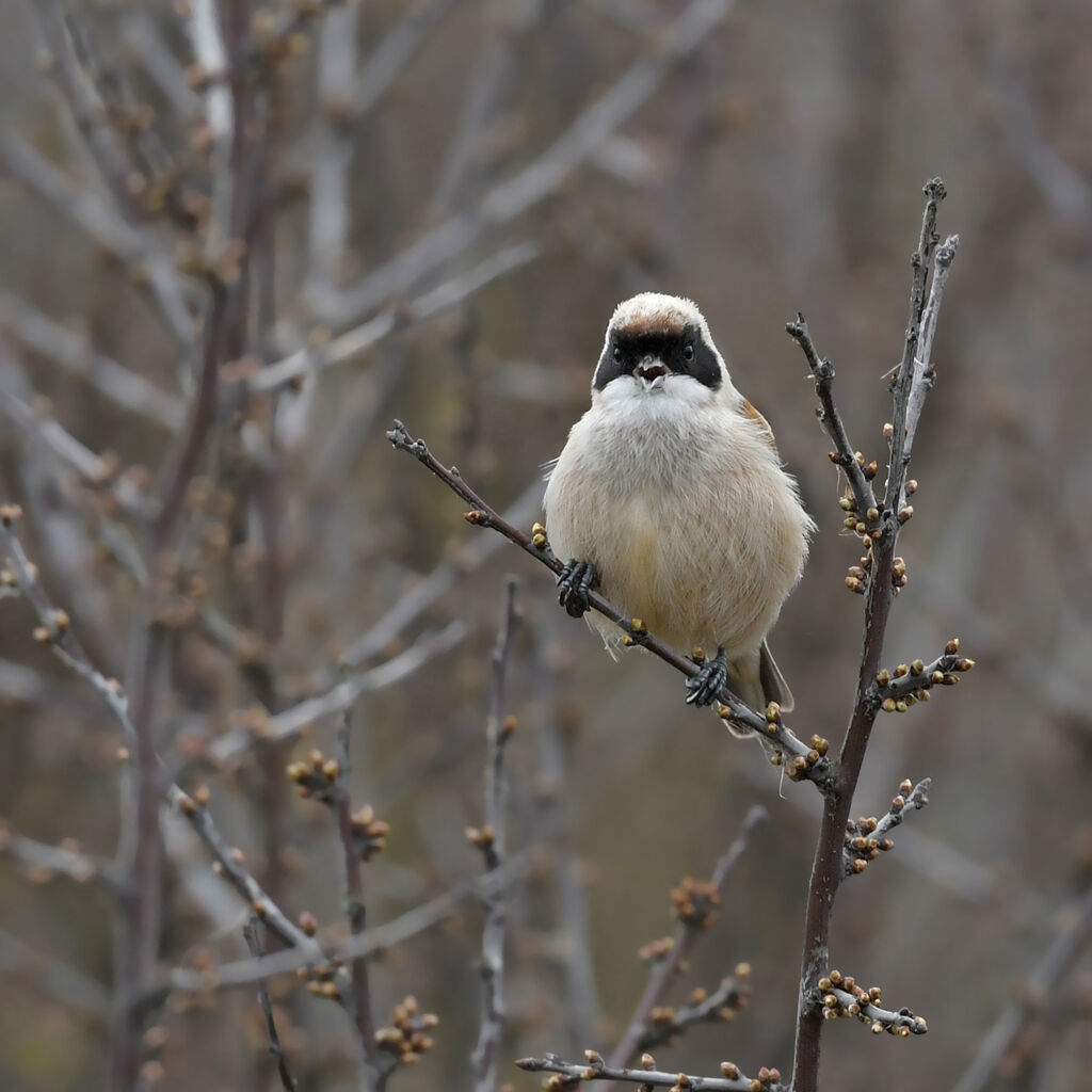 Rémiz penduline mâle adulte, chant