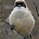 Rémiz penduline
