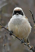 Eurasian Penduline Tit