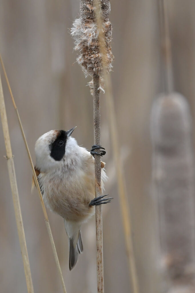 Eurasian Penduline Tit male adult, identification