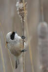 Rémiz penduline