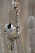 Eurasian Penduline Tit