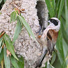 Rémiz penduline