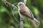 Rémiz penduline
