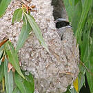 Rémiz penduline