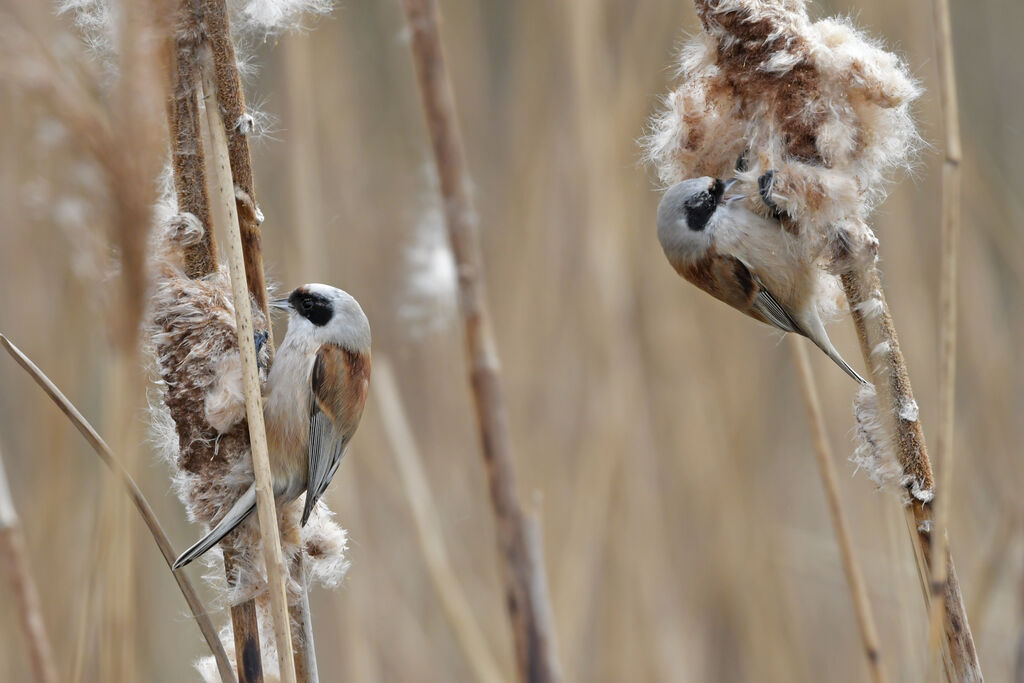 Rémiz penduline mâle adulte, régime