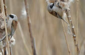 Rémiz penduline
